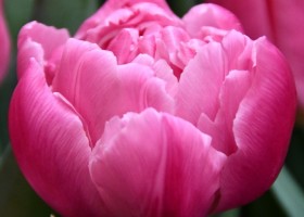 Tulipa Maitresse ® (3)